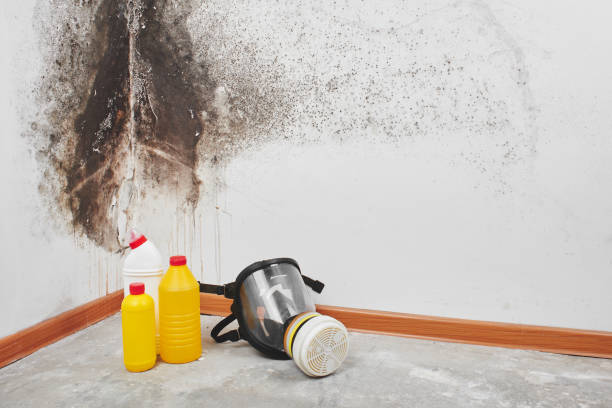 Best Office Mold Removal Services  in Westchase, FL