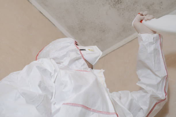 Office Mold Removal Services in Westchase, FL