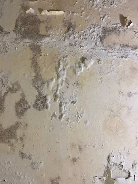 Best Emergency Mold Removal  in Westchase, FL