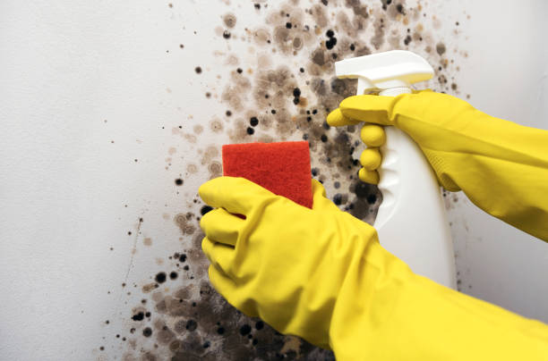 Best Home Mold Removal  in Westchase, FL