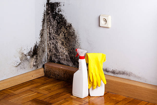 Best Mold Damage Repair  in Westchase, FL